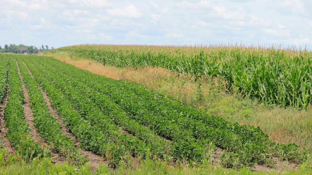 Side-by-side comparison of a corn field and a soybean field with a circular rotation icon representing Iowa crop rotation practices.