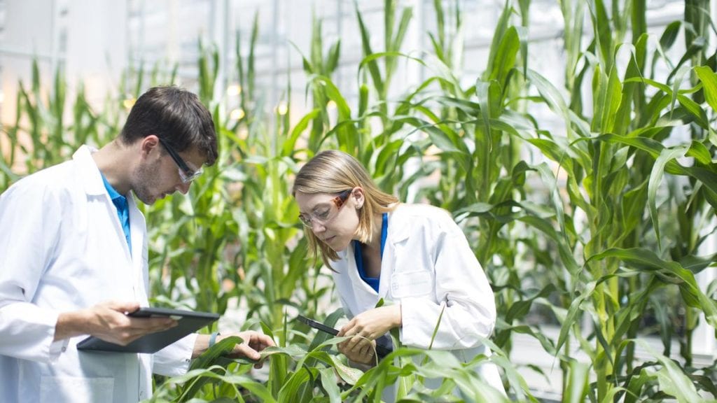 Scientists in a greenhouse examining corn plants and recording biotechnology research data.