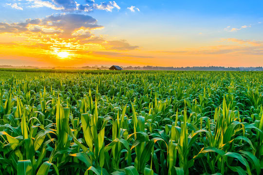 Sunrise over a lush green cornfield, showcasing healthy crop growth and vibrant farmland.