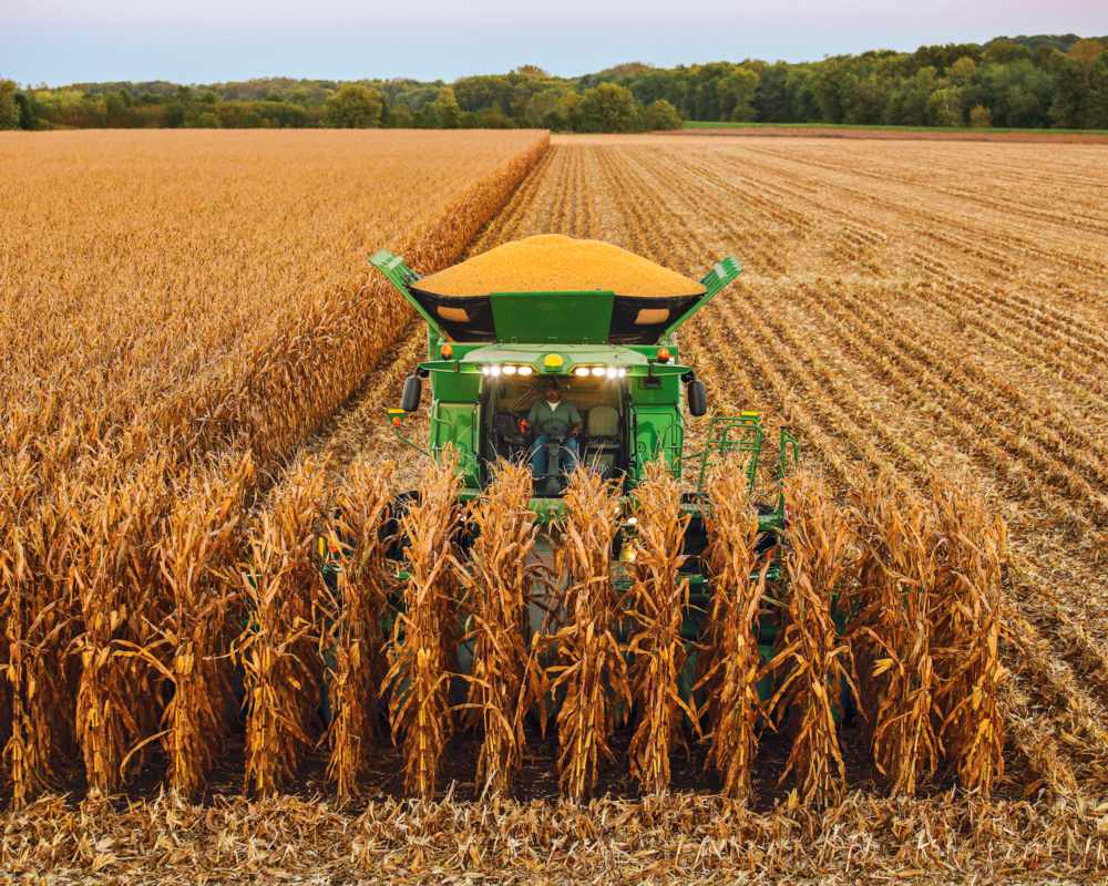 A combine harvester collecting ripe corn in a large field, unloading grain as it moves through the rows during harvest season.