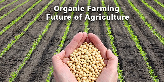 Hands holding soybeans over organic crop rows representing organic farming and sustainable agriculture