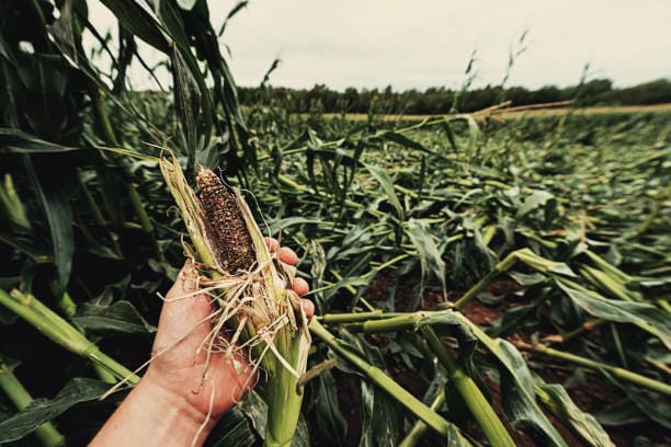 A farmer holding damaged corn in a field flattened by severe weather, showing crop loss and storm impact on farmland.