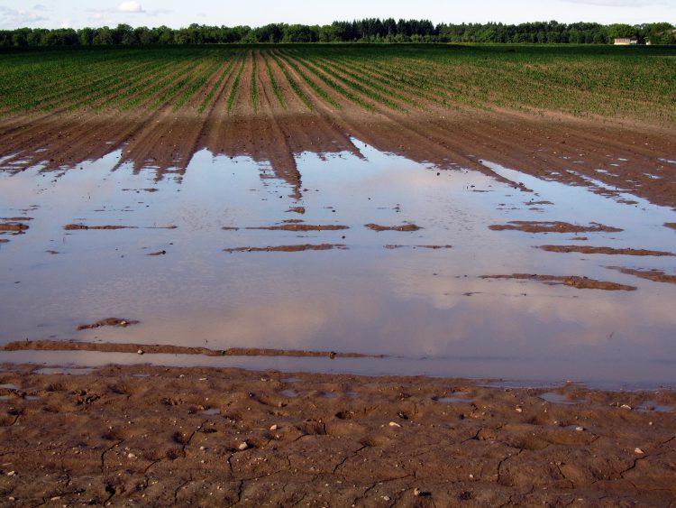 Flooded farmland with standing water covering crop rows, showing soil saturation and the impact of heavy rainfall on field productivity.