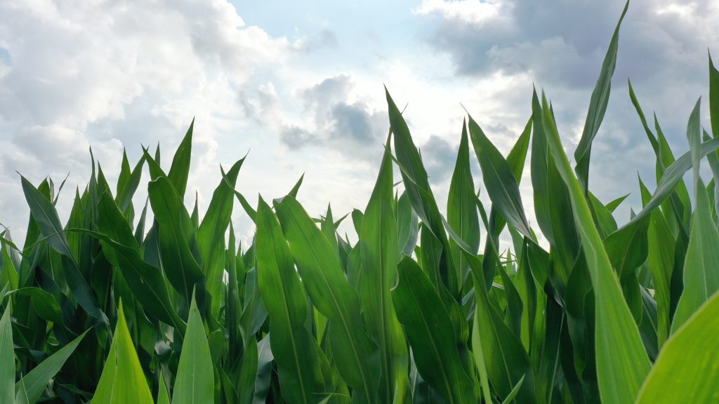 Close-up view of tall green corn leaves in midsummer under a cloudy sky.