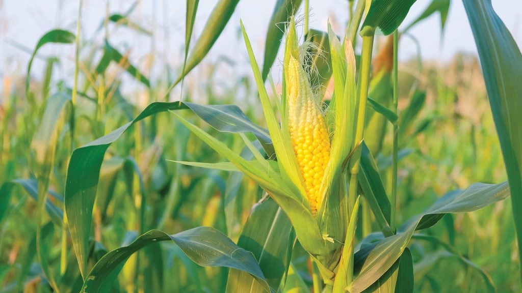 Corn growing in a healthy organic field during summer, showing strong plant growth and vibrant yellow kernels.