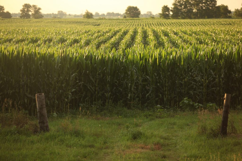 Rows of corn growing on productive farmland showing agricultural value