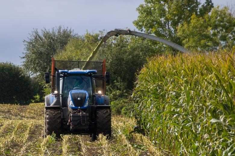 Tractor harvesting a mature cornfield with a forage harvester chute loading chopped corn into a trailing wagon.