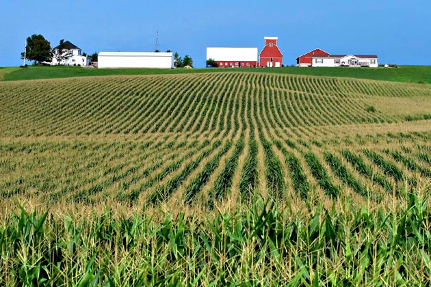 A wide view of a Midwestern cornfield with neat crop rows leading up to a red barn and farm buildings on a hill.
