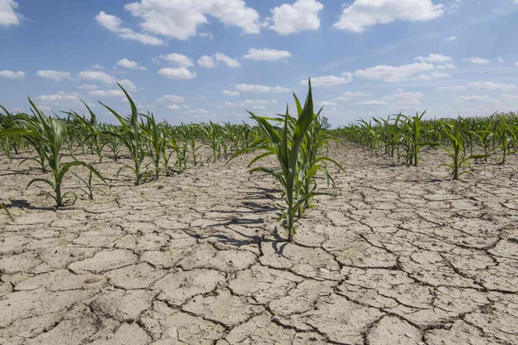 Young corn plants struggling to grow in severely cracked, drought-affected soil under a sunny sky.
