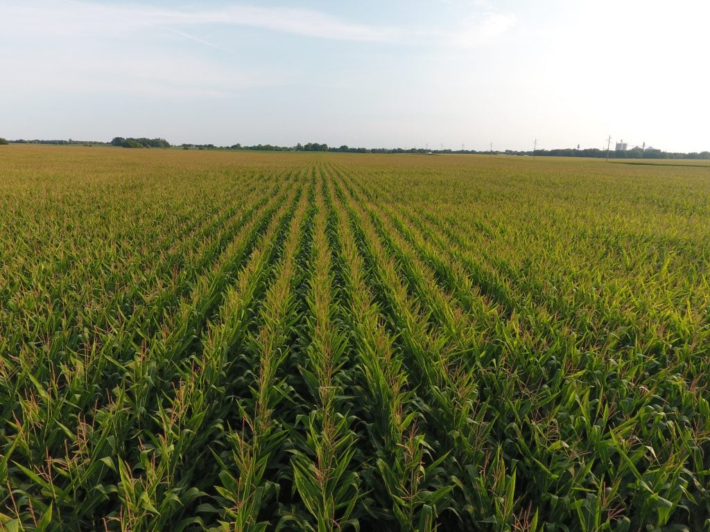 Rows of healthy corn growing on Iowa farmland during the growing season.
