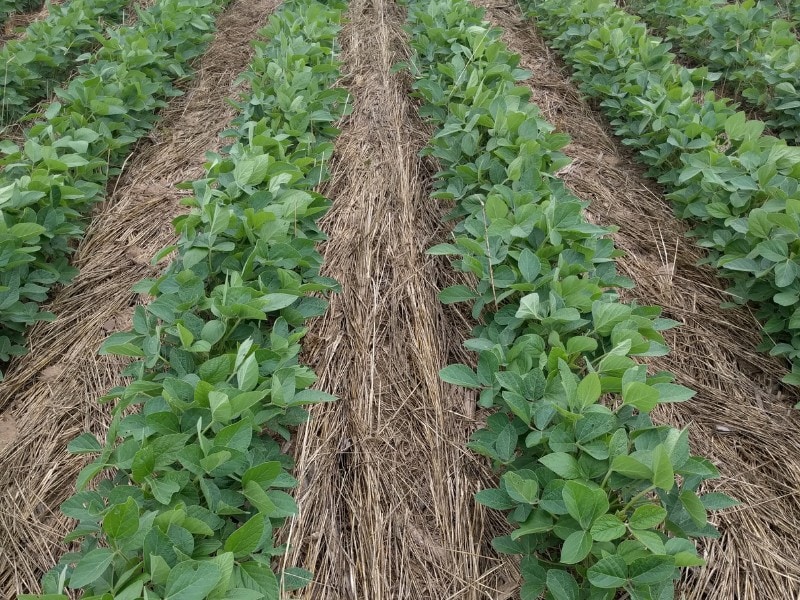 Rows of soybean plants growing through a mulch of terminated cover crops, showing how residue protects soil and supports healthy crop growth.