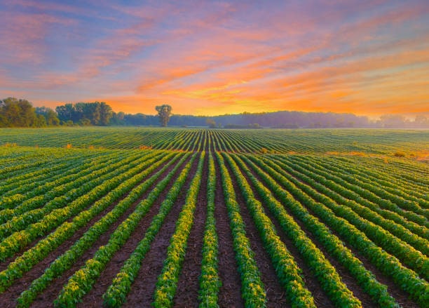 Sunrise over rows of healthy Midwest farmland crops showcasing productivity and strong agricultural land value.