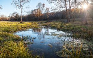 Bunker MO land for sale with spring-fed creek water access at Spring Haven Homestead near Bunker, Missouri