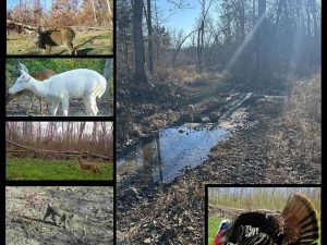 Crawford County Missouri hunting land with creek crossing and wildlife including whitetail deer and turkey