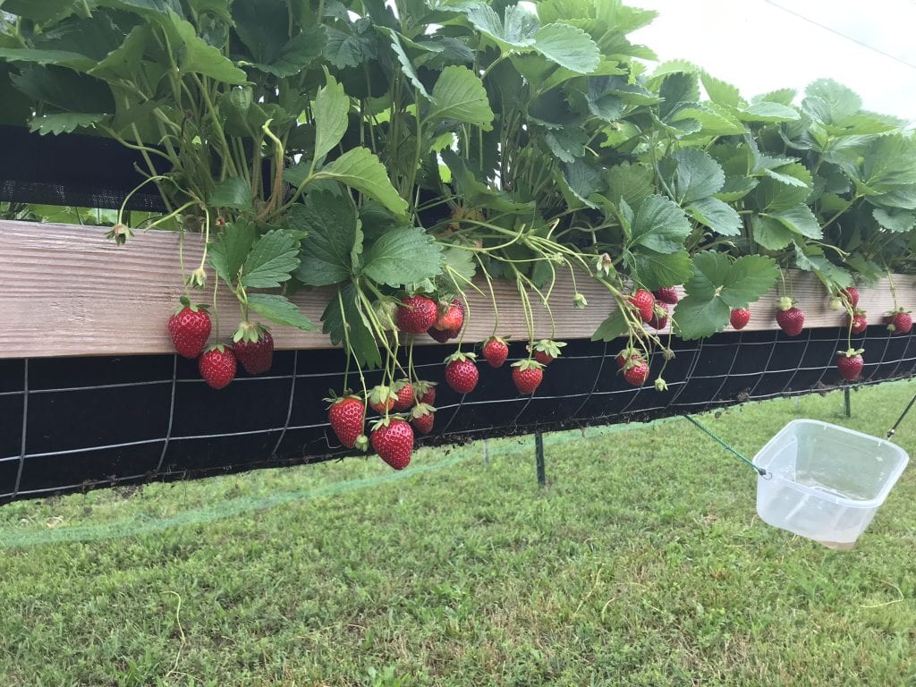 Missouri berry farm for sale with strawberry plants growing in elevated system at Crawford County property