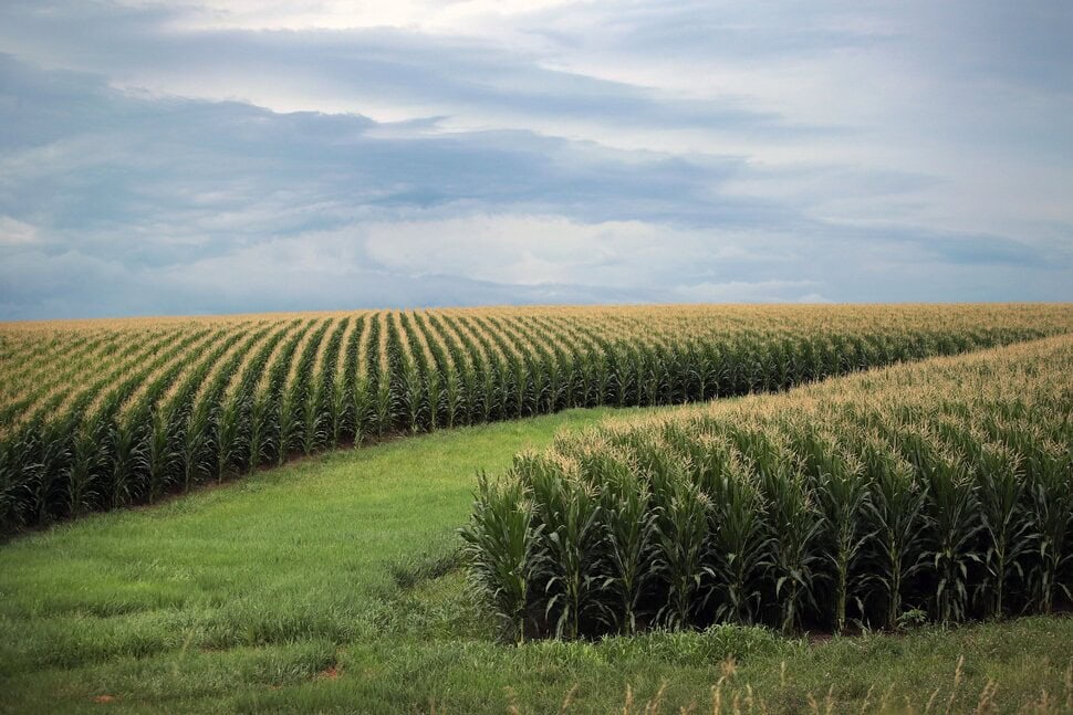 Farmland vs residential real estate showing productive cornfield land used for agriculture