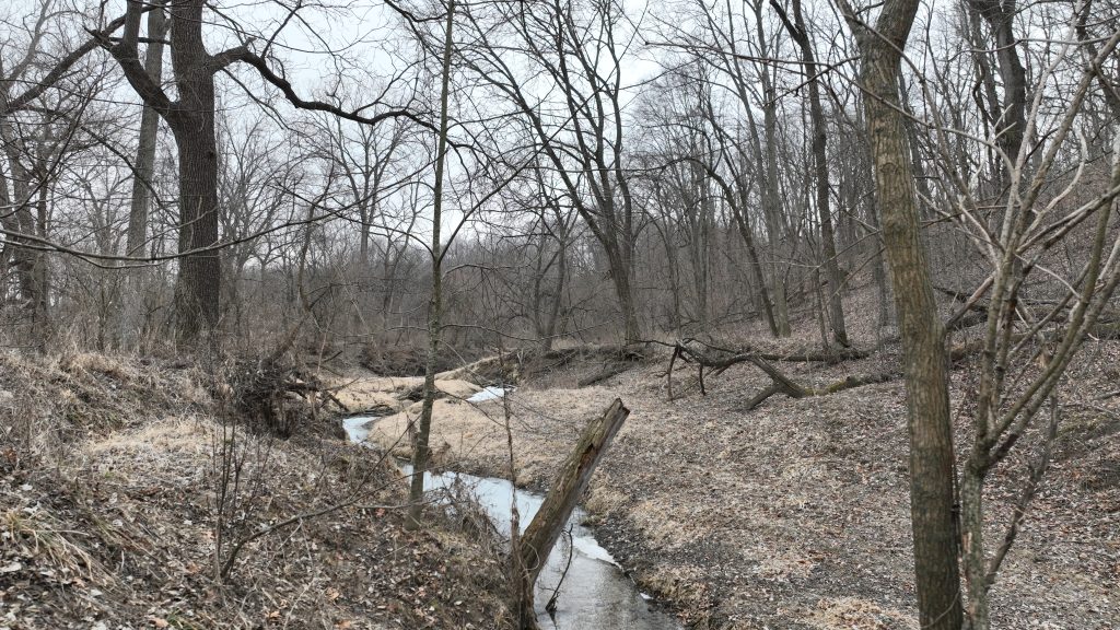 Louisa County Iowa land for sale creek through timber hunting property with mature trees and wildlife habitat