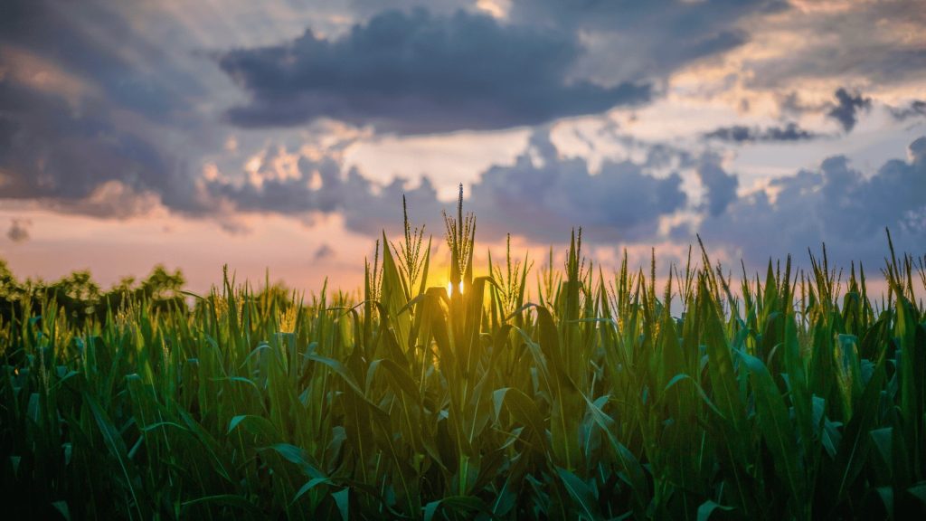 Cornfield at sunrise representing farmland value and market analysis