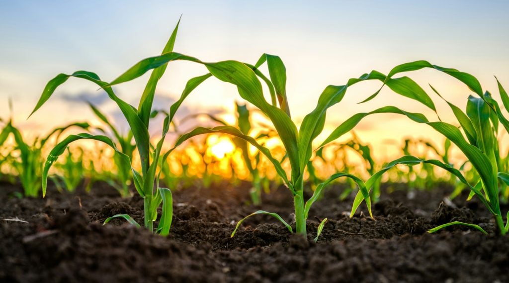 Young Iowa corn plants growing in fertile soil at sunrise representing the 2026 farm economy and agricultural outlook.