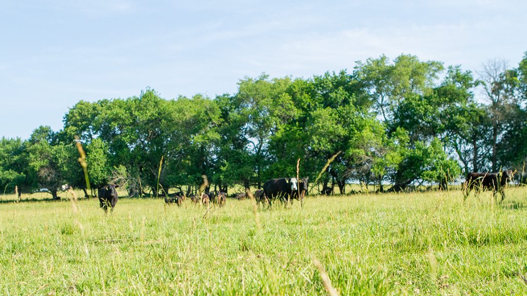 Cattle grazing on a multi-use farm with pasture and timber showcasing rural land investment potential