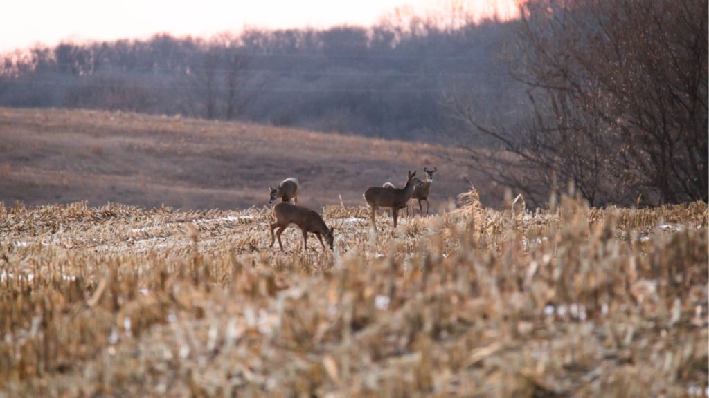 Whitetail deer on Southern Iowa recreational hunting land