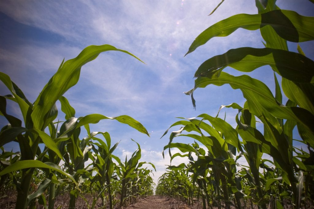 Iowa cornfield representing farmland succession and family farm transition planning