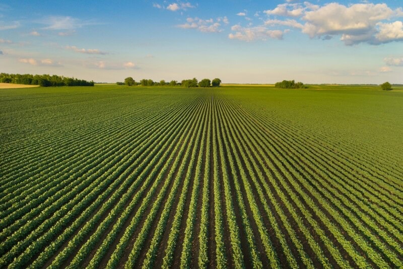 High quality Iowa farmland with productive row crop fields
