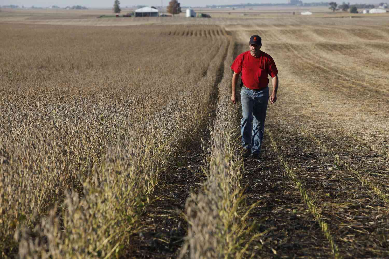 Iowa farmer walking through productive farmland during harvest season