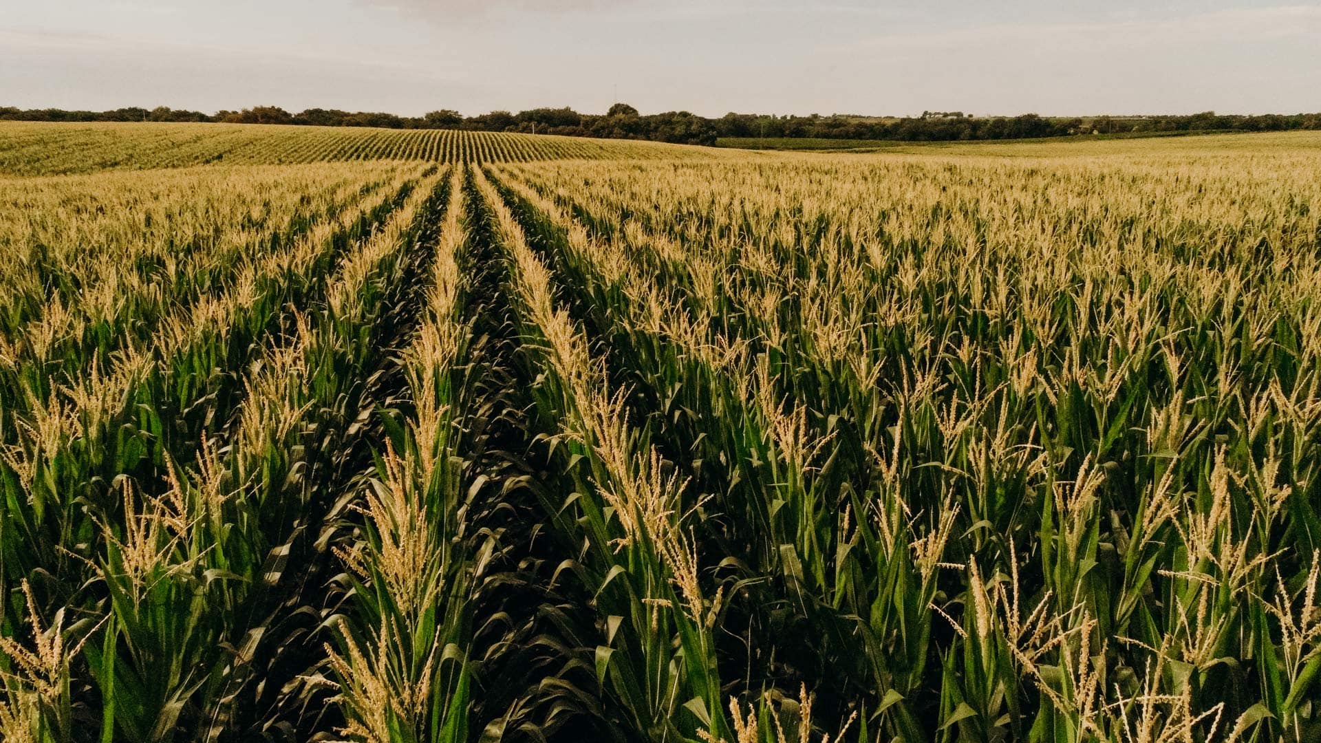 Midwest cornfield representing factors that affect farmland value