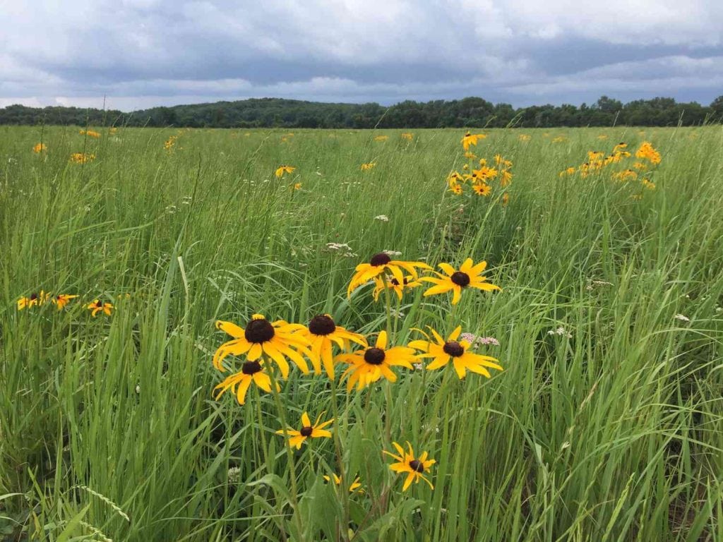 Native grasses and wildflowers growing on land enrolled in the Conservation Reserve Program (CRP).
