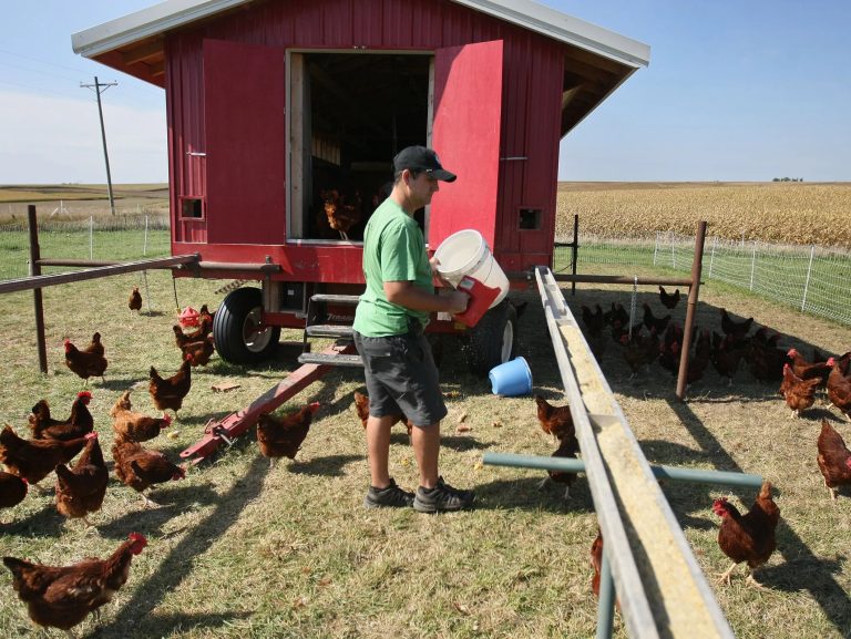 Good hobby farm with chickens and a mobile chicken coop on a small acreage