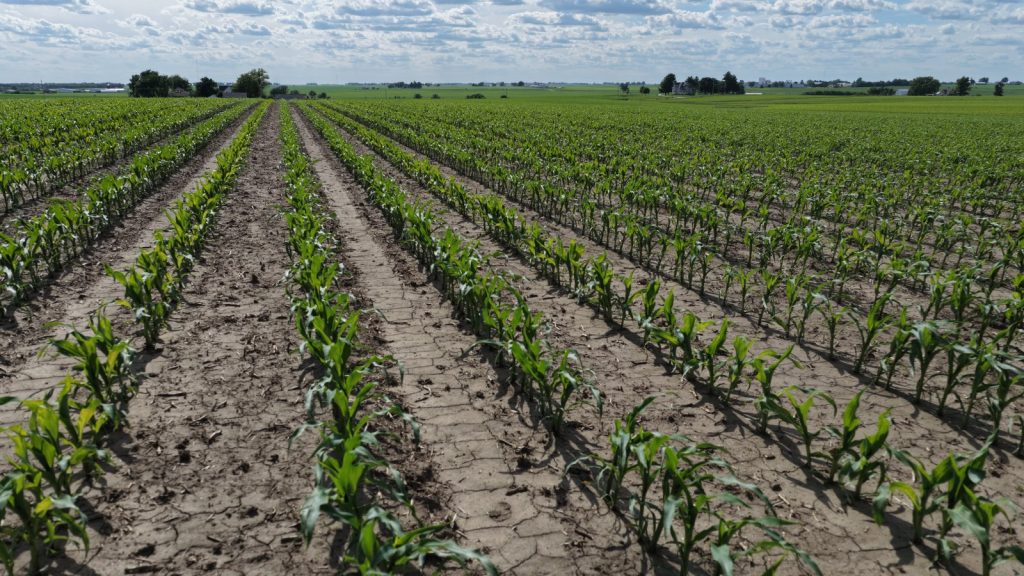 Young corn crop growing on highly productive Scott County Iowa farmland near Durant, Iowa, included in an upcoming 162± acre land auction.