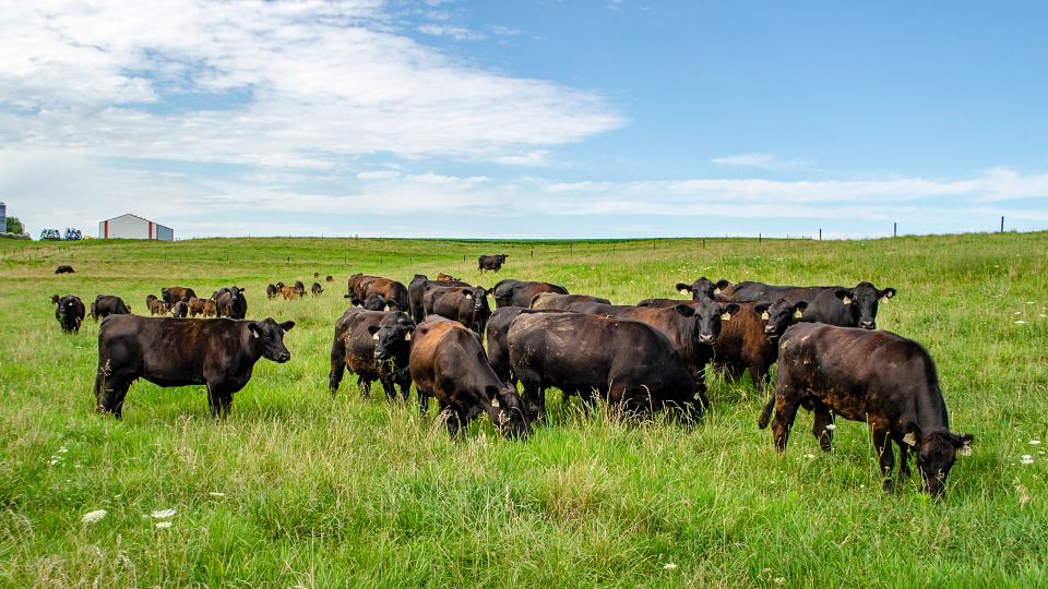 Beef cattle grazing in a healthy pasture on a well-managed cattle farm