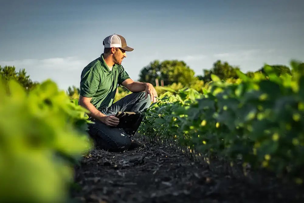 Farmer inspecting a healthy crop field while evaluating soil conditions and plant growth in a sustainable farming operation.